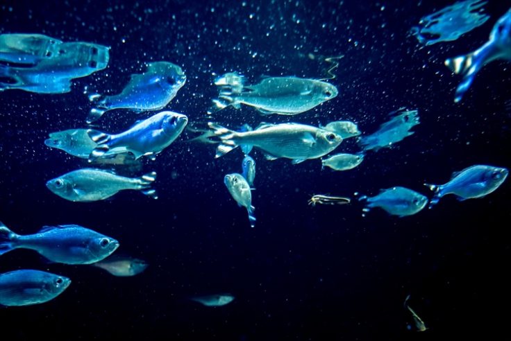 雑魚とはどういう意味?その由来や雑魚な魚の種類まで紹介! | CoCoSiA(ココシア)