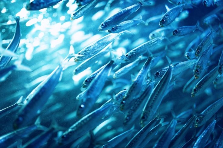 雑魚とはどういう意味?その由来や雑魚な魚の種類まで紹介! | CoCoSiA(ココシア)